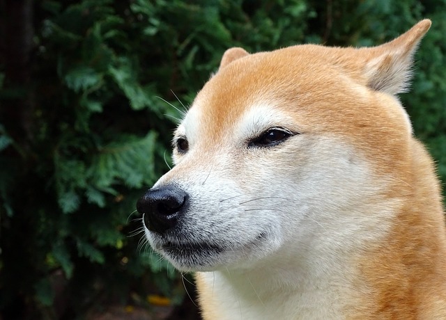 Shiba Inu's Cross-Border Appeal: Global Interest in the Meme Token