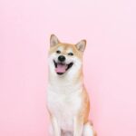 Shiba Inu NFTs: Exploring Unique Digital Collectibles