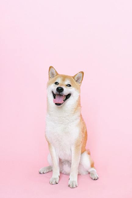 Shiba Inu's Role in the Post-Pandemic Crypto Landscape