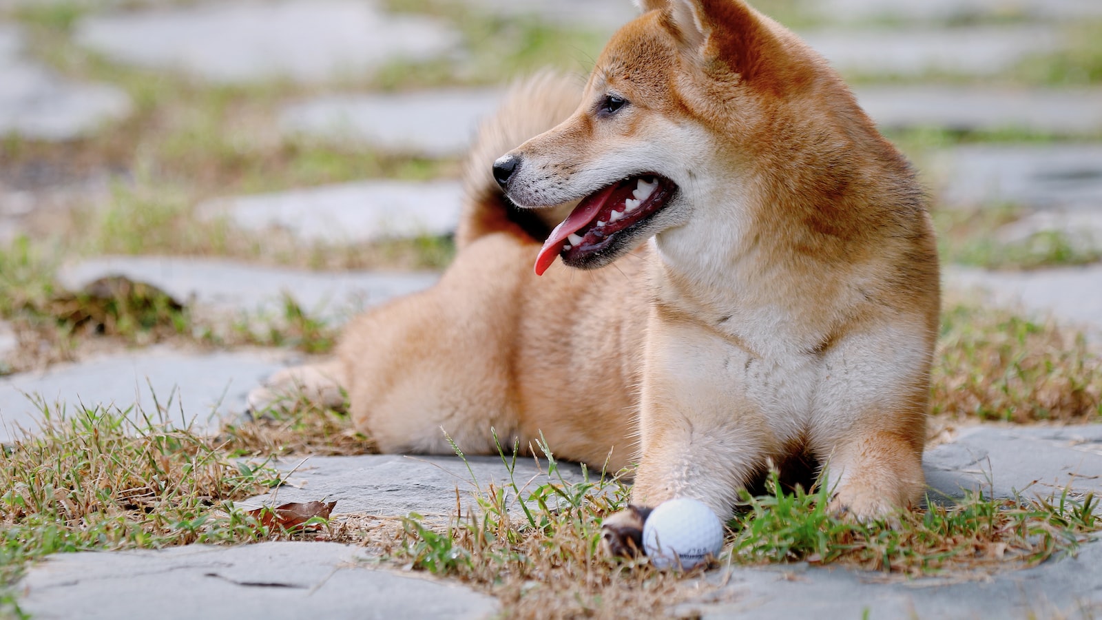 Shiba Inu Price Analysis: Riding the Waves of Market Volatility