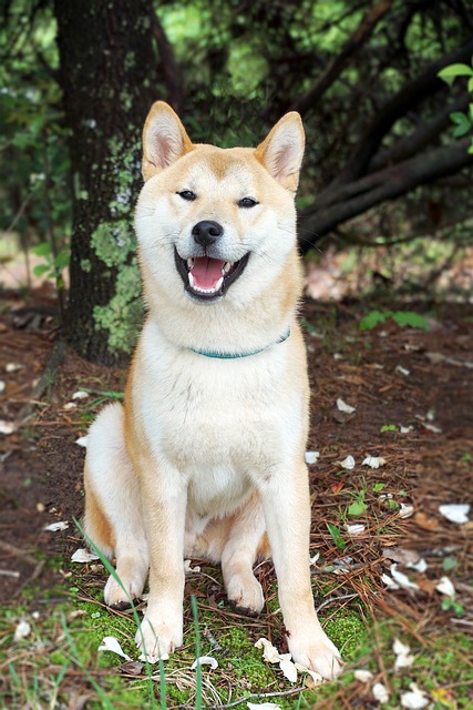 428 shiba inu and nft gaming potential for digital asset integration