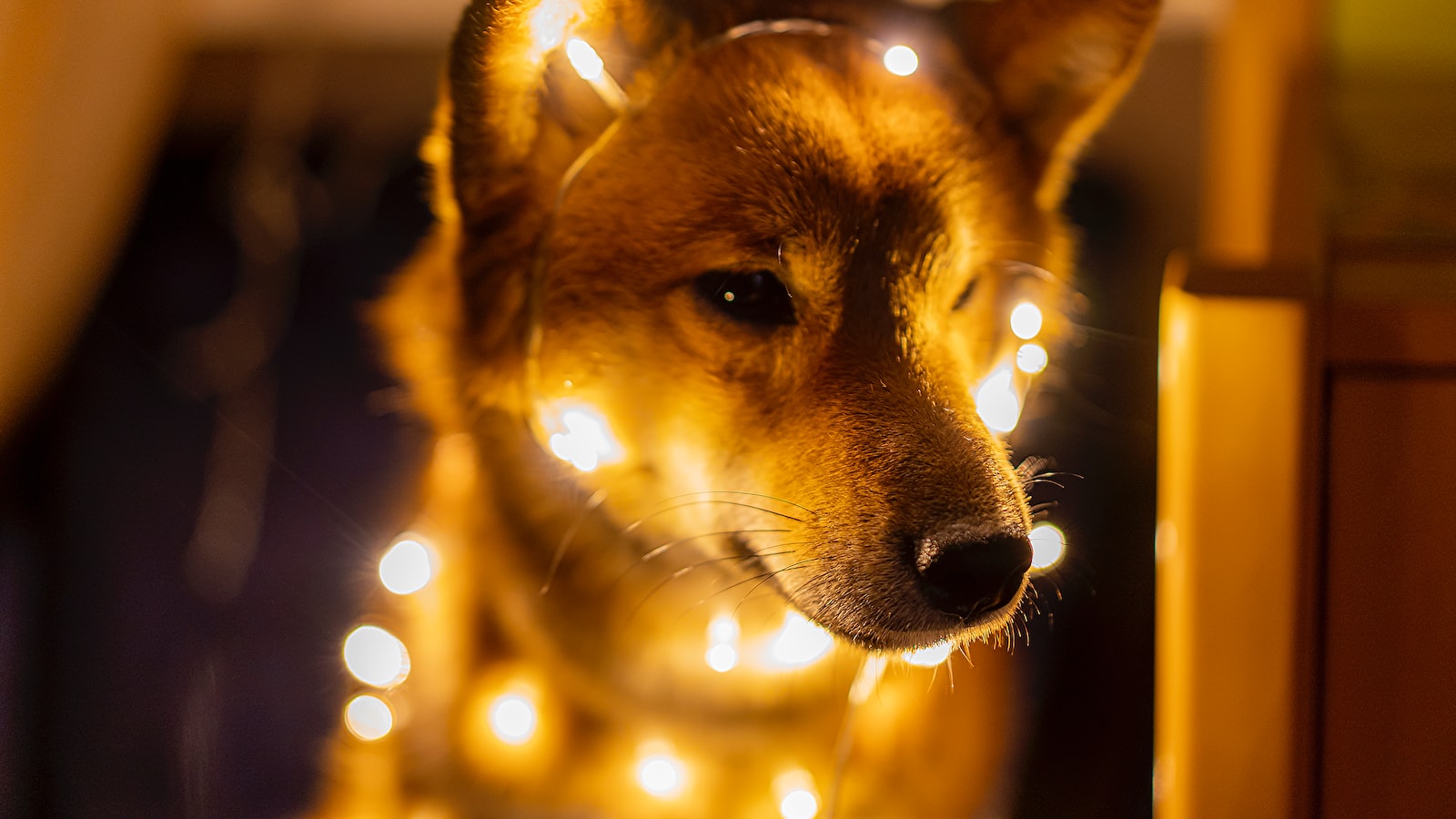 625 shiba inu and influencer marketing strategies for community growth