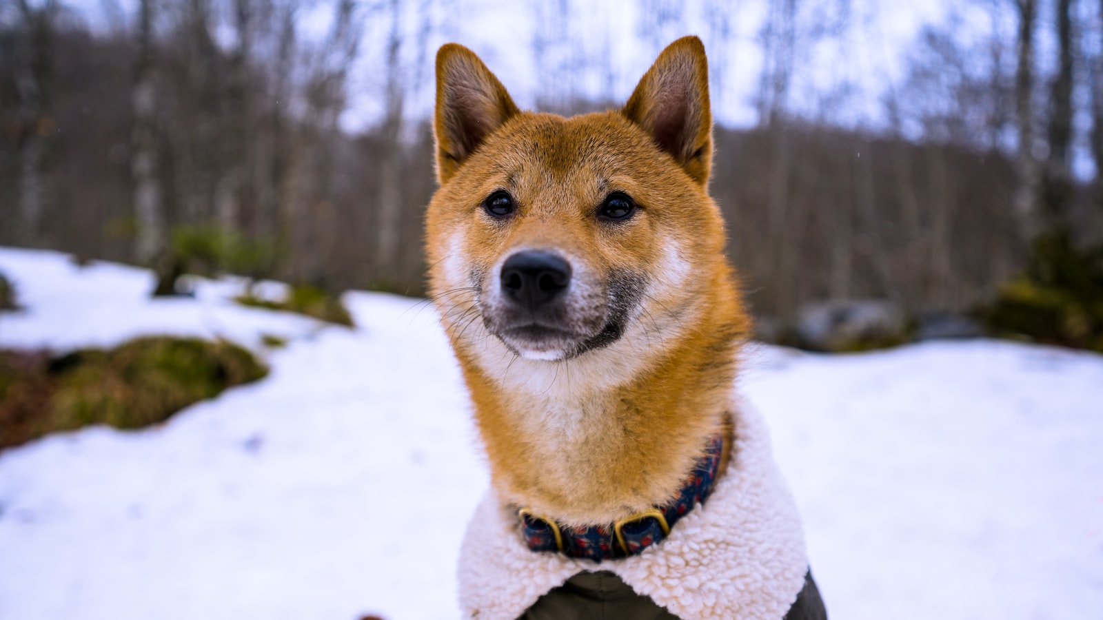 Shiba Inu's Social Community: Engaging the ShibArmy Worldwide