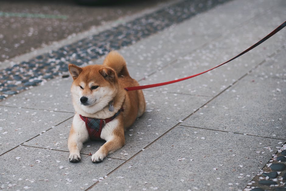 Shiba Inu's Reflection Mechanism: Passive Income for Holders