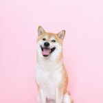 Shiba Inu's Influence on Meme Coins: Trends and Implications