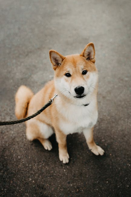 Shiba Inu Token: Navigating the World of the "Dogecoin Killer"